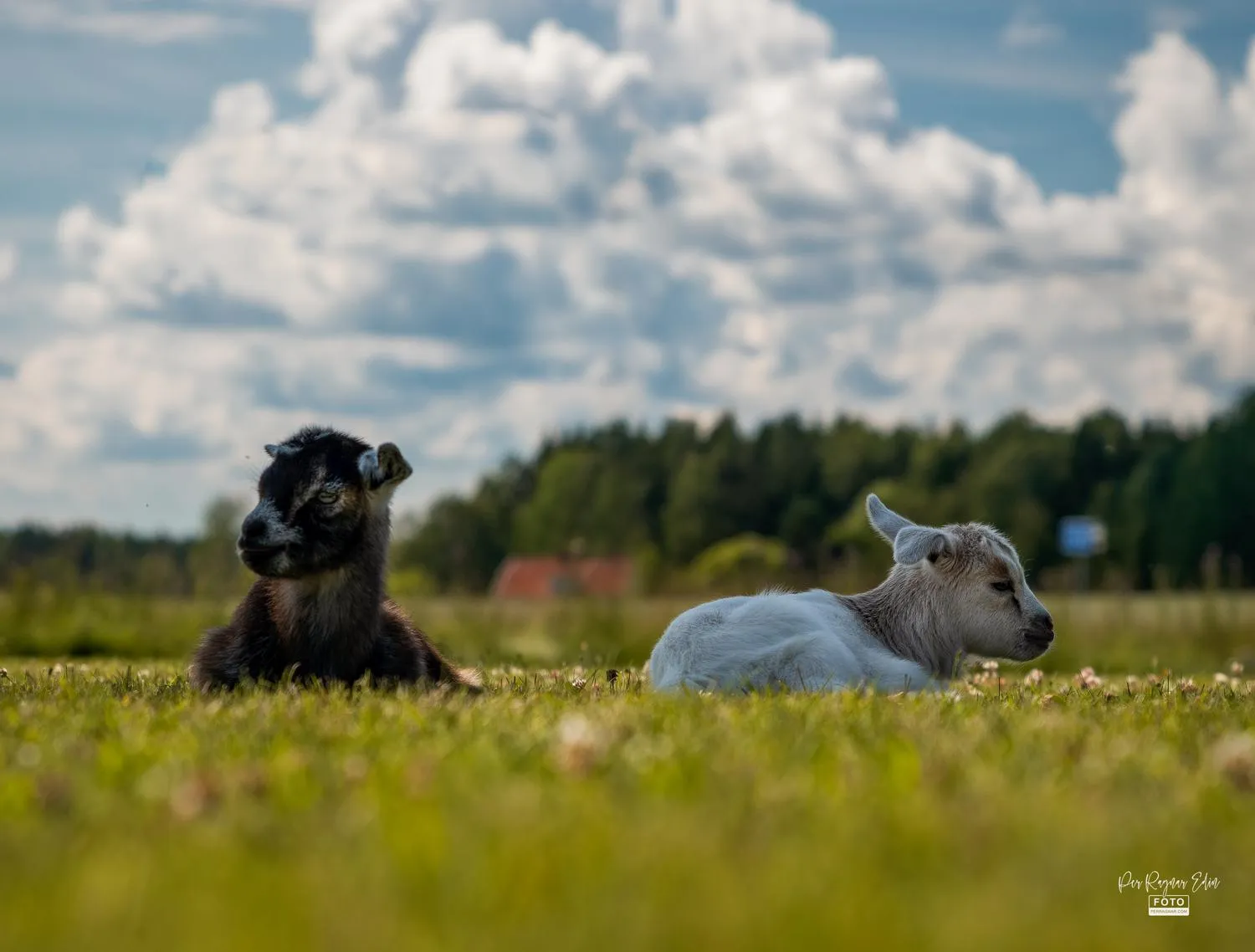 Djurens dag