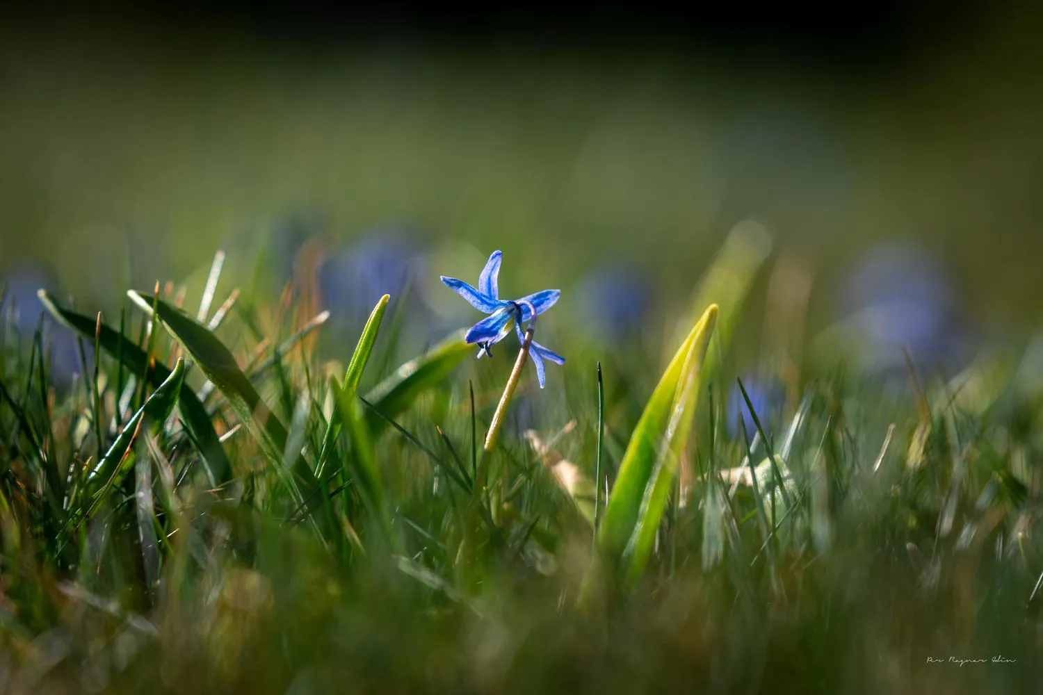 Vårblommor