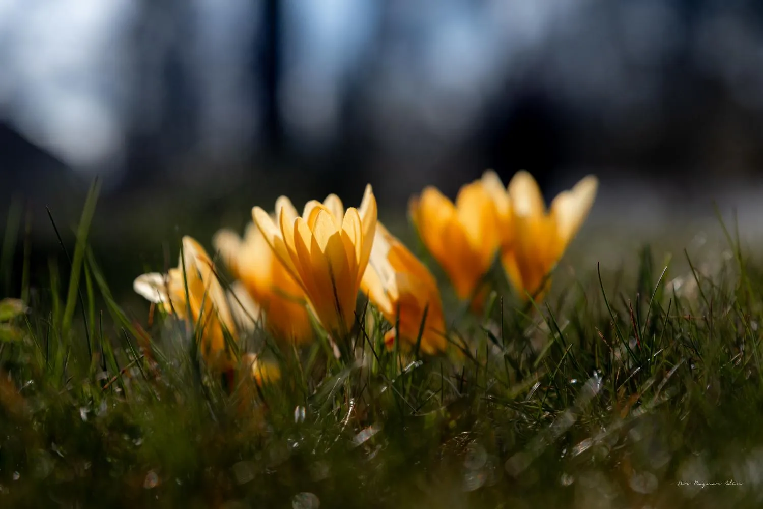 Fotoklubbsmöte i parken