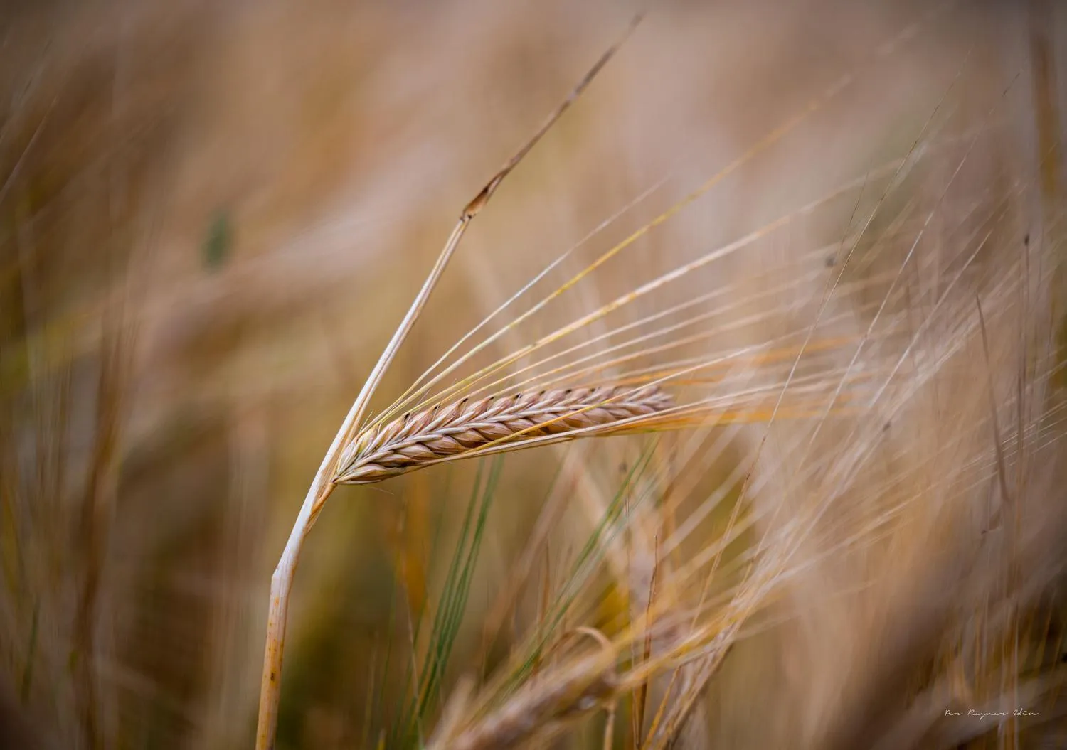 Öland - Snapshots