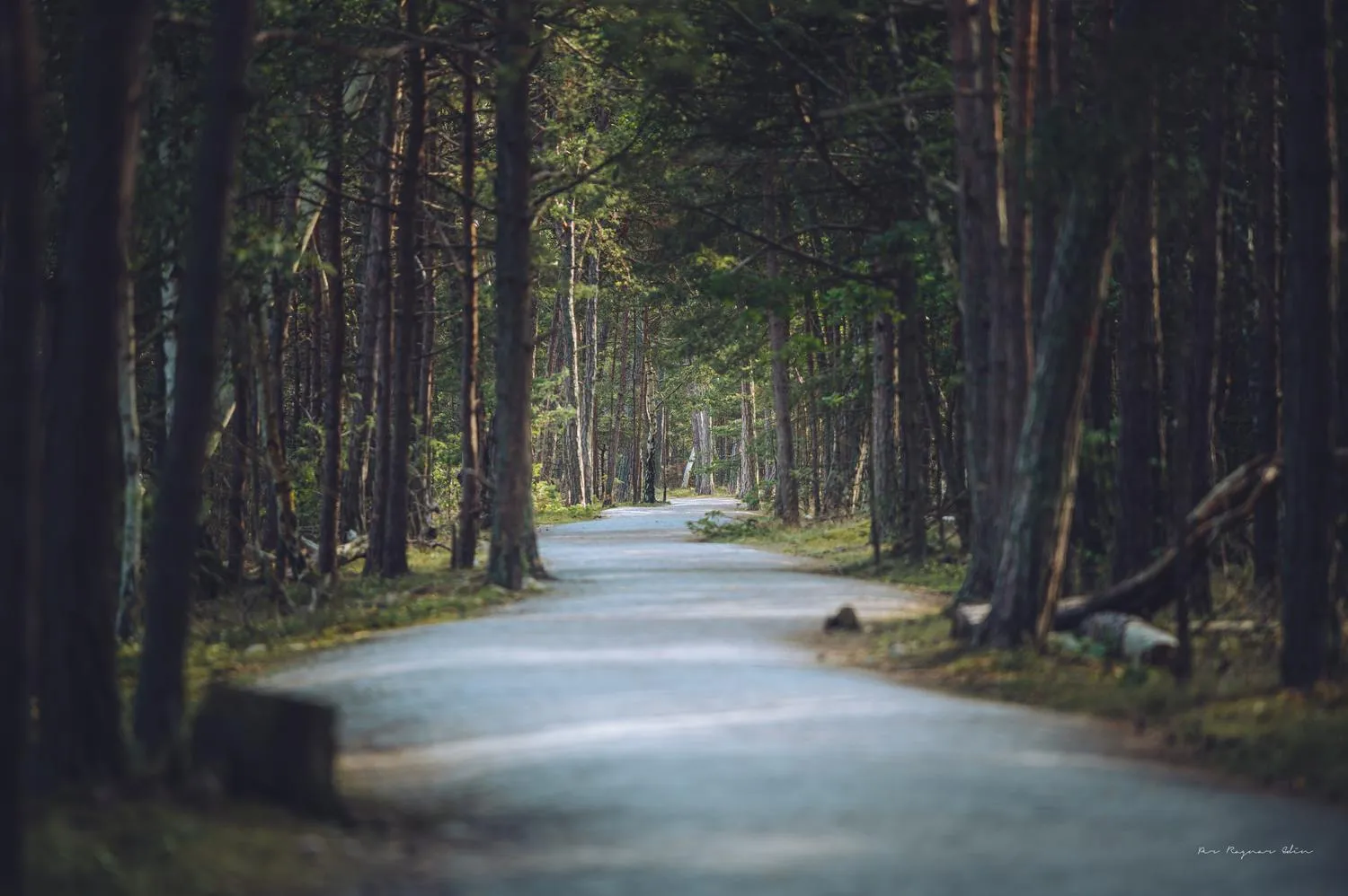 Öland  Soluppgång och Trollskogen