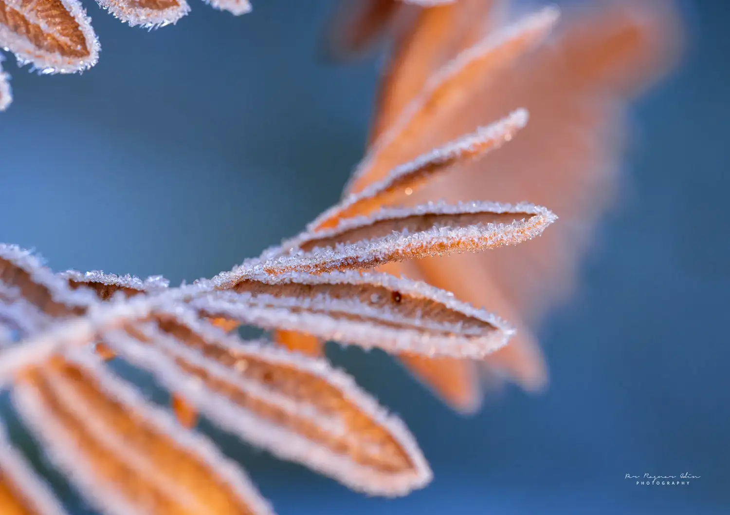 Macrofoto i frosten