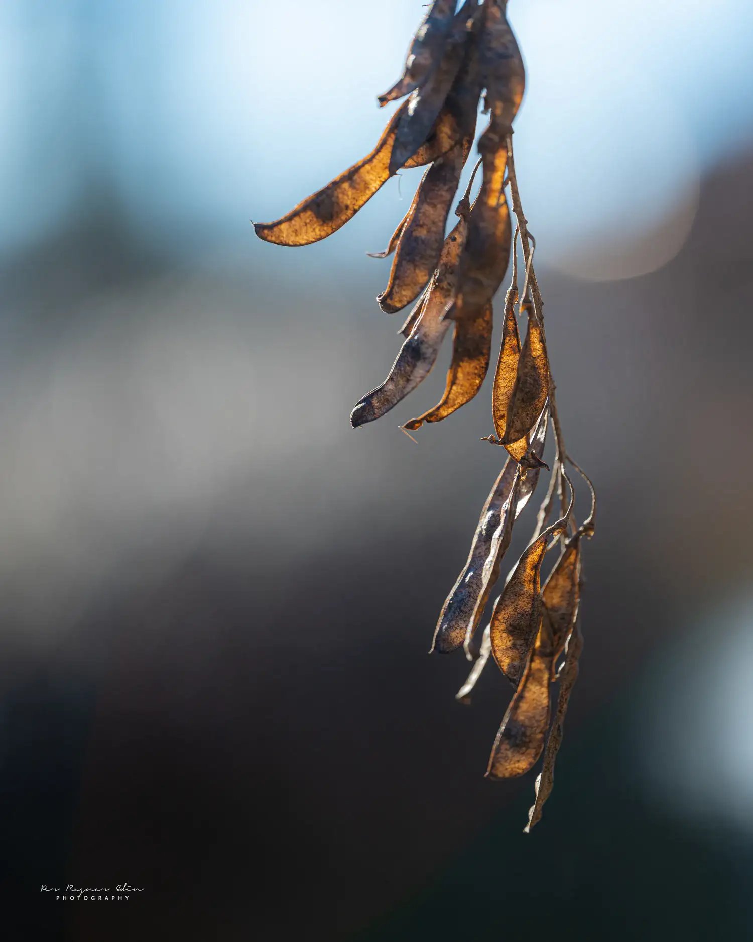 Macro i vårvintersolen