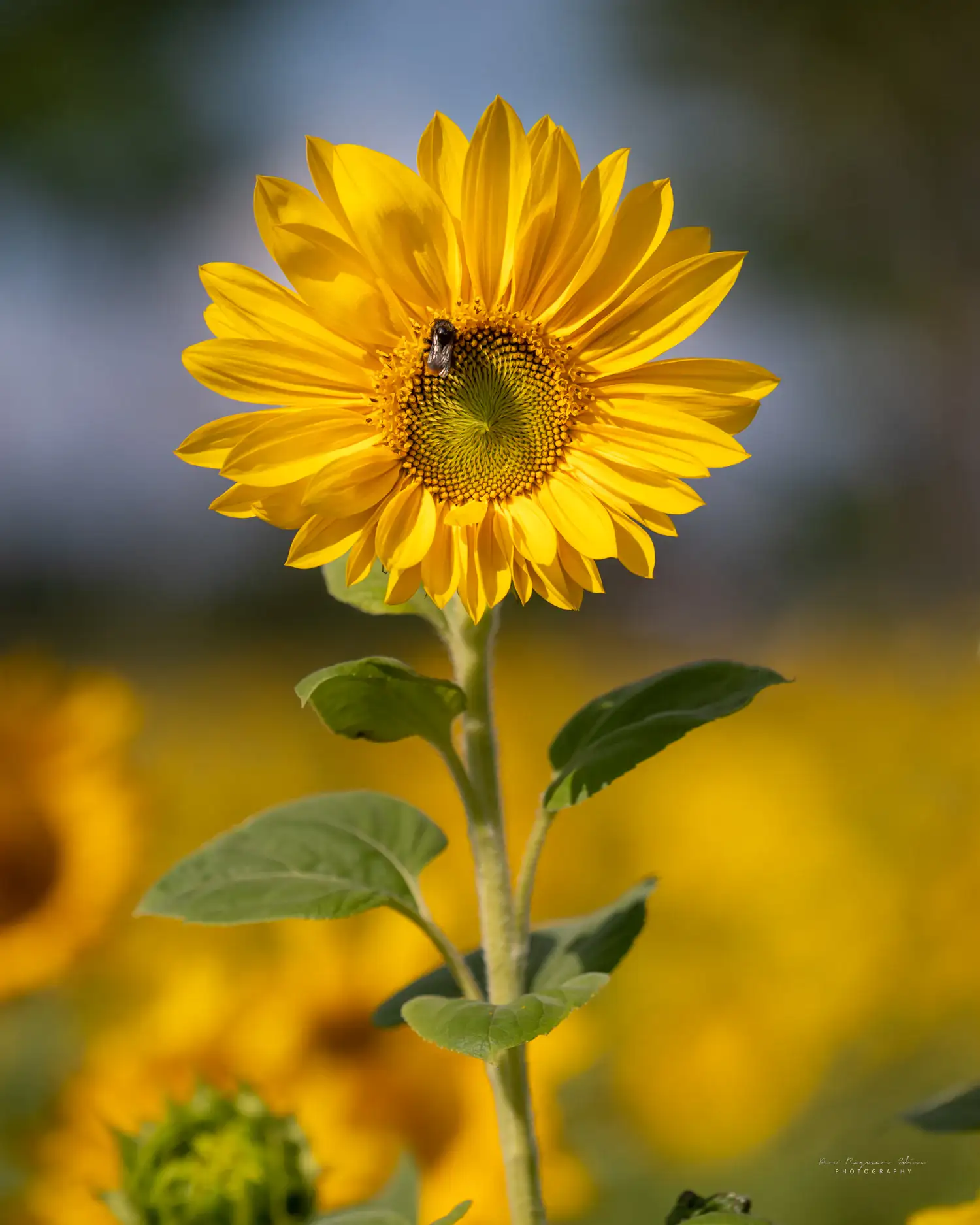 🕊🇺🇦🌻