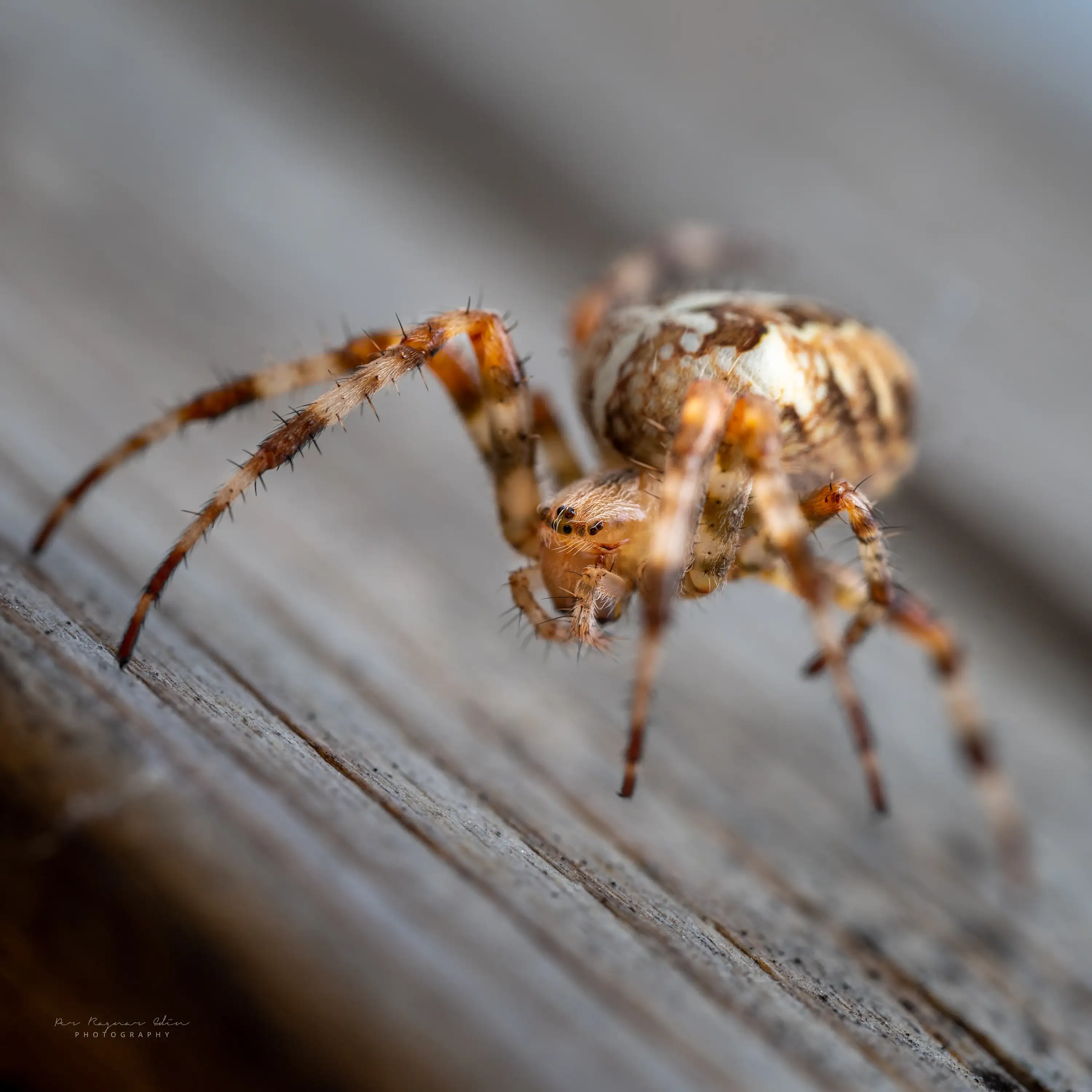 Spindelfoto