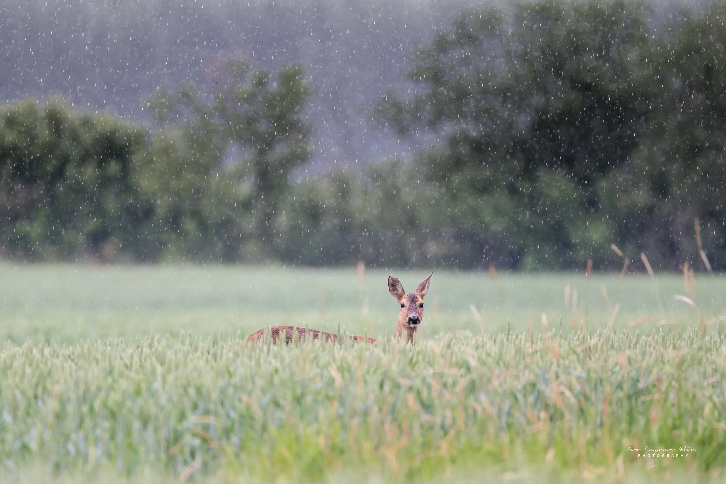 Äntligen regn