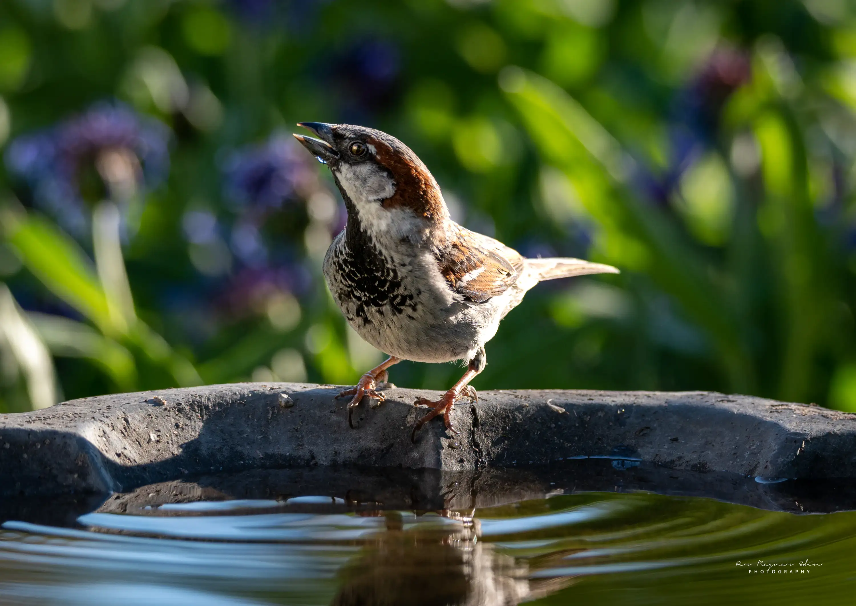 Fågelbadet