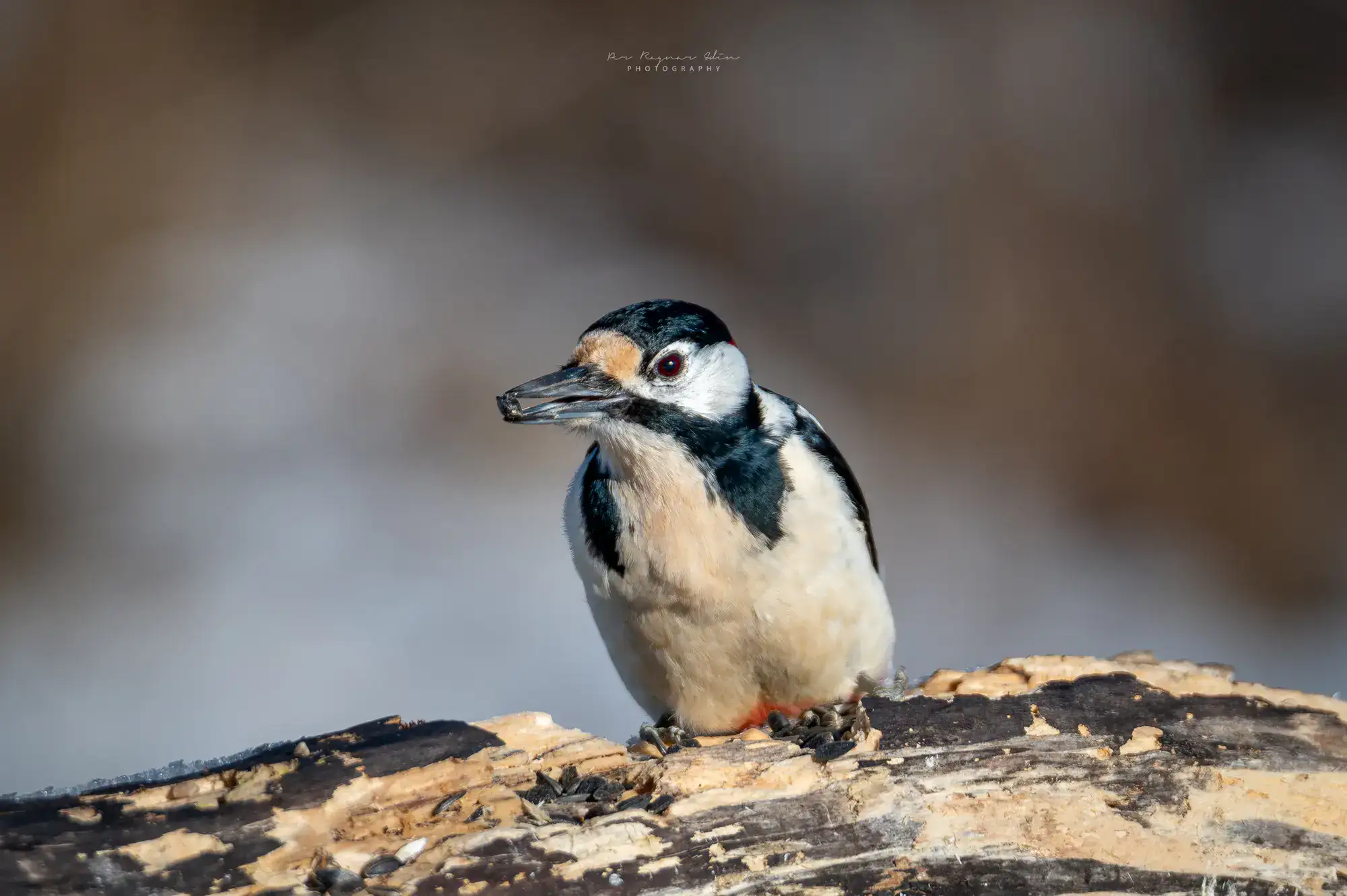Naturfotodagen och fågelfoto