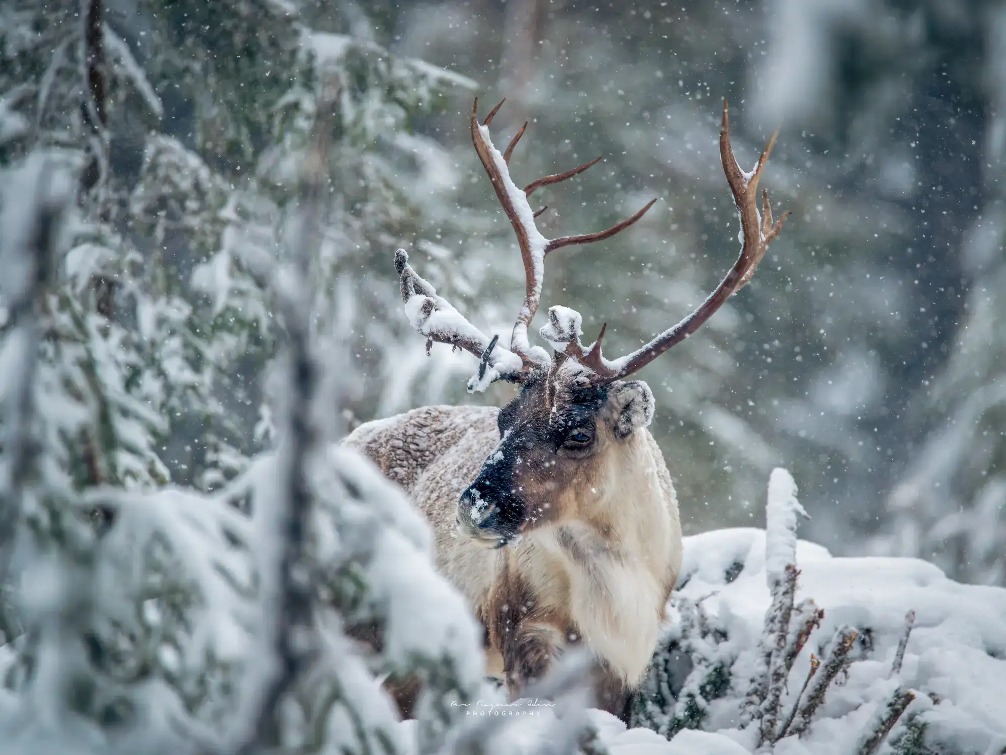 Vinter i Undersåker