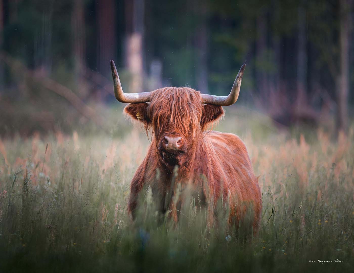 Highland Cattle