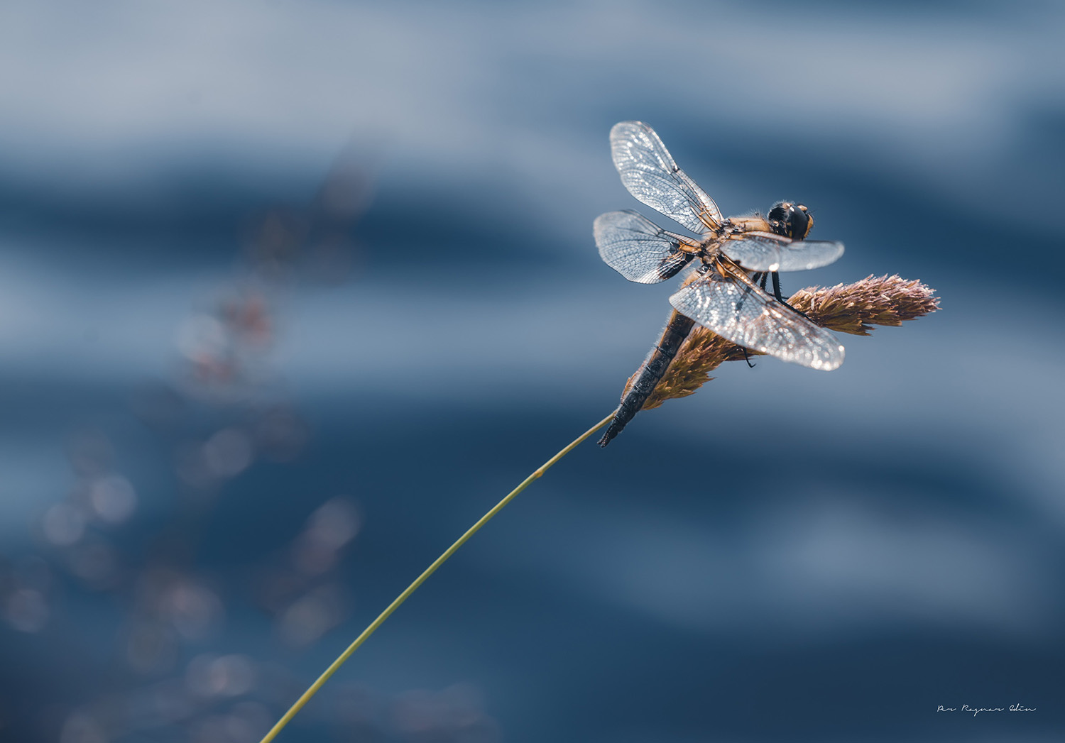 Dragonfly