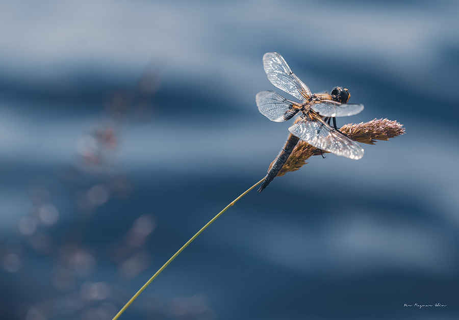 Galleribilden Dragonfly
