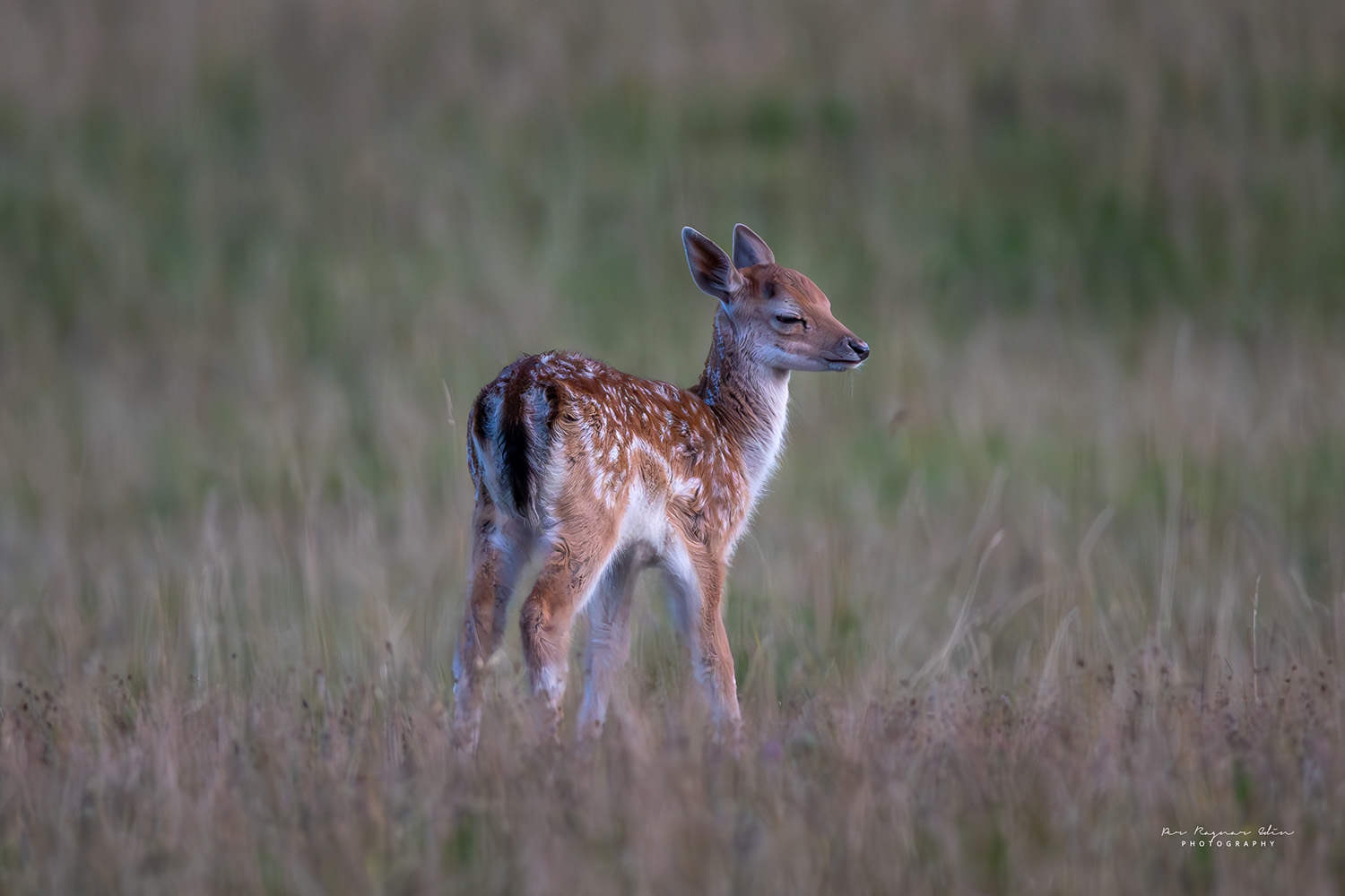 Fawn