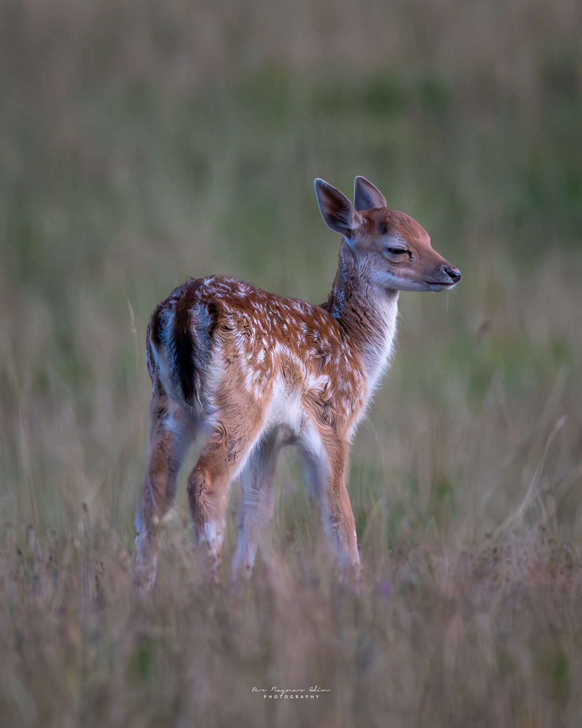 Fawn