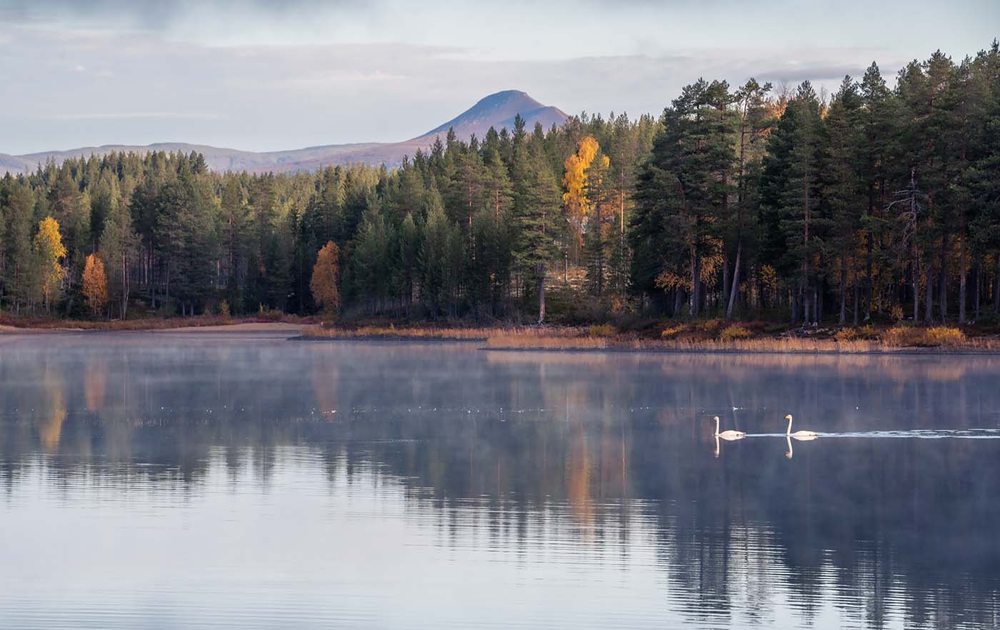 Early Birds
