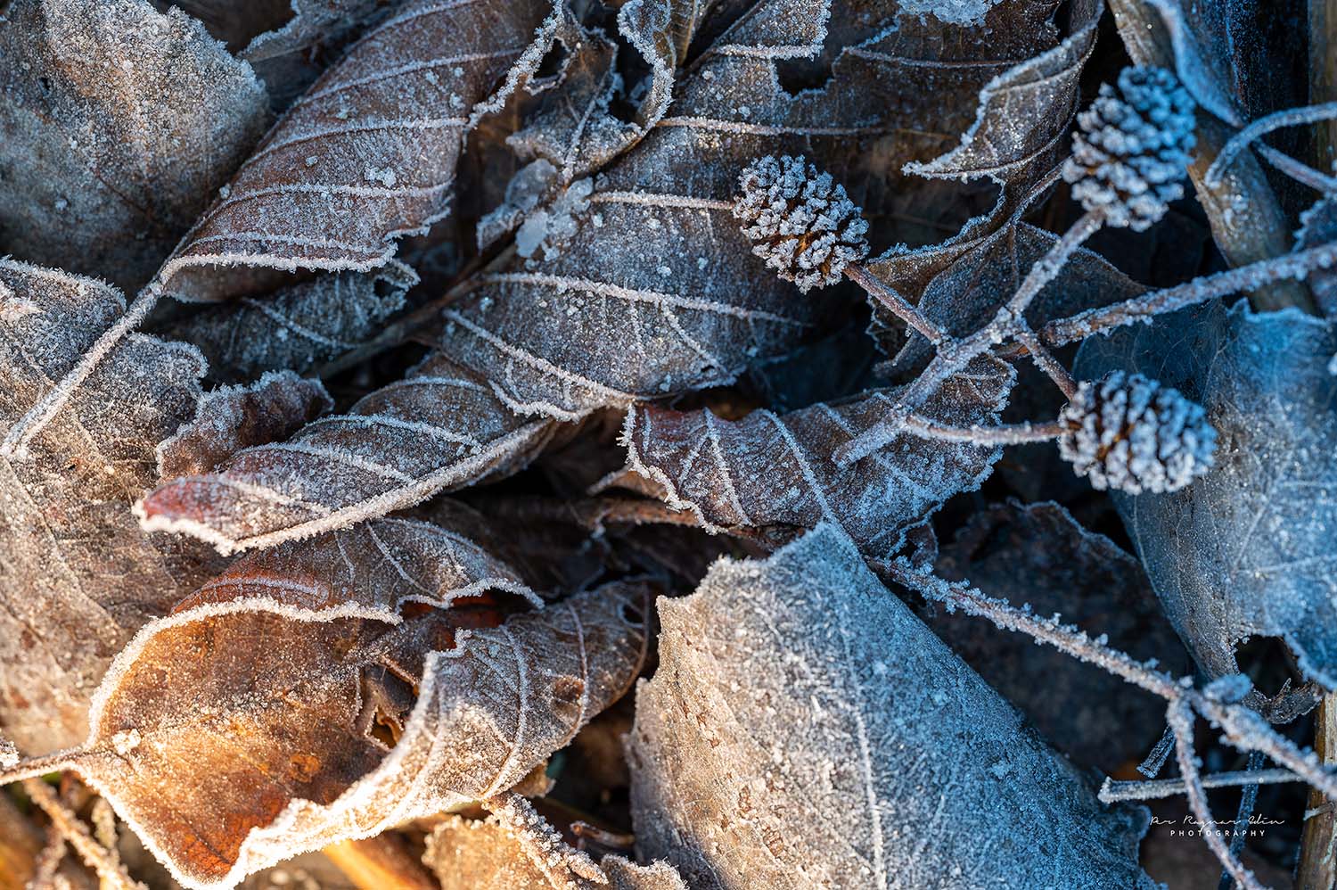 Frosty Leaves