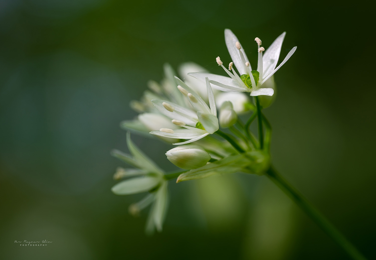 Natur
